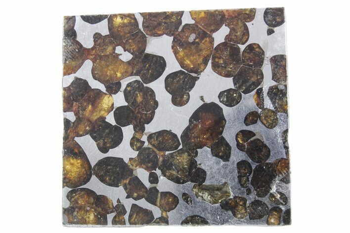 Polished Sericho Pallasite Meteorite ( g) Slice - Kenya #348923